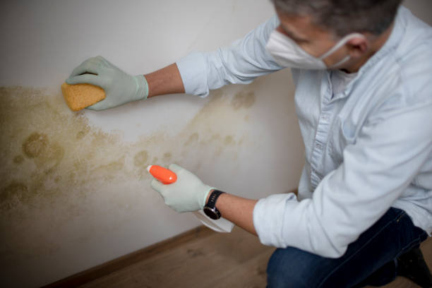 Crawl Space Mold Removal in Lewistown, PA